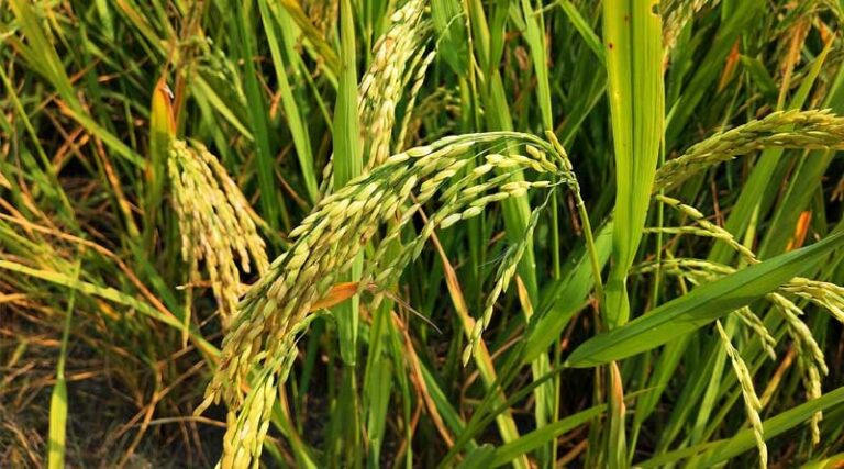 How to Use Bispyribac Sodium in Direct-Seeded Rice (DSR) for Effective Weed Control