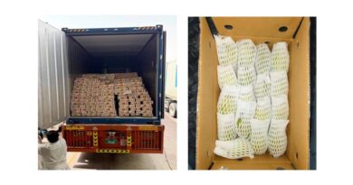 ICAR-CISH–APEDA Sea Route Protocol Enables Successful Export of 12.5 Tonnes of Dashehari and Langra Mangoes to Dubai ICAR-CISH–APEDA Sea Route Protocol Enables Successful Export of 12.5 Tonnes of Dashehari and Langra Mangoes to Dubai
