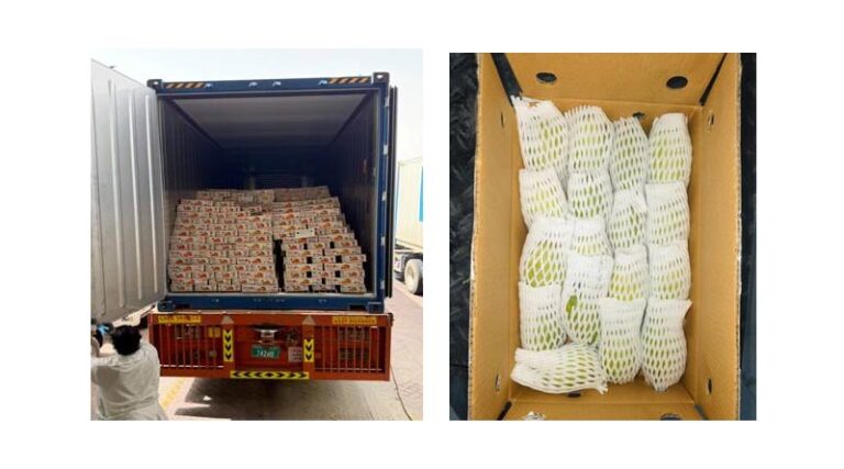 ICAR-CISH–APEDA Sea Route Protocol Enables Successful Export of 12.5 Tonnes of Dashehari and Langra Mangoes to Dubai