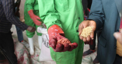 IRRI, KALRO, and MRGM Showcase Kenya's Rice Innovation Ecosystem From Research To Markets