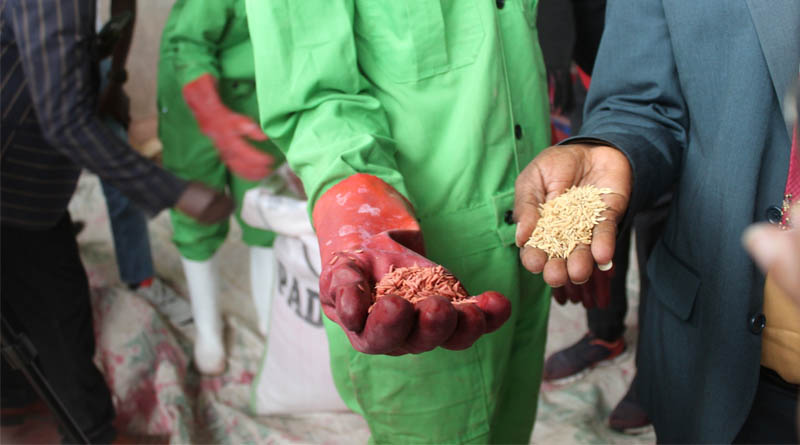 IRRI, KALRO, and MRGM Showcase Kenya's Rice Innovation Ecosystem From Research To Markets