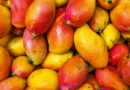 India Approves Large-Scale Copra and Totapuri Mango Procurement to Support Tamil Nadu Farmers