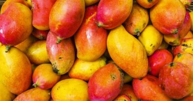India Approves Large-Scale Copra and Totapuri Mango Procurement to Support Tamil Nadu Farmers India Approves Large-Scale Copra and Totapuri Mango Procurement to Support Tamil Nadu Farmers