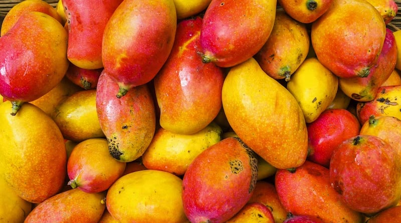 India Approves Large-Scale Copra and Totapuri Mango Procurement to Support Tamil Nadu Farmers