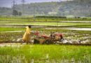 India Kharif Sowing Trails Last Year by 42.28 Lakh Hectares