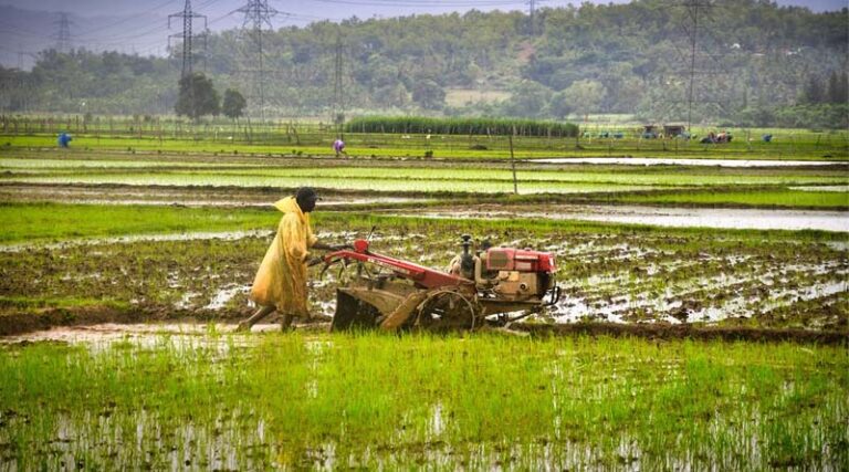India Kharif Sowing Trails Last Year by 42.28 Lakh Hectares