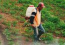 India Proposes Complete Ban on Paraquat Dichloride, Invites Industry Feedback
