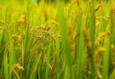 India Registered 5,689 Plant Varieties Between 2023–26
