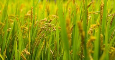 India Registered 5,689 Plant Varieties Between 2023–26