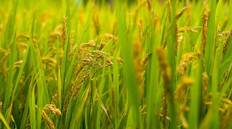 India Registered 5,689 Plant Varieties Between 2023–26