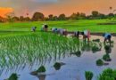 India Reports 33% Rainfall Deficit in June Amid El Niño; Monsoon Improves in July
