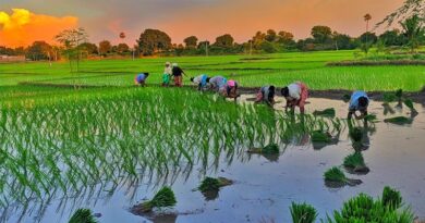India Reports 33% Rainfall Deficit in June Amid El Niño; Monsoon Improves in July India Reports 33% Rainfall Deficit in June Amid El Niño; Monsoon Improves in July