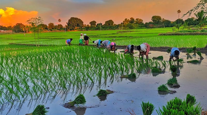 India Reports 33% Rainfall Deficit in June Amid El Niño; Monsoon Improves in July