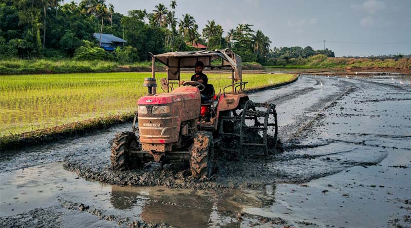 India's Kharif Sowing Falls Behind Last Year, Soybean, Rice and Cotton Lead Decline