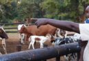 Introducing ILRI’s 2026 corporate report: Advancing sustainable livestock 