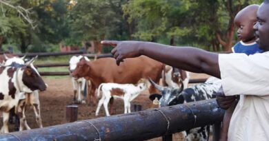 Introducing ILRI’s 2026 corporate report: Advancing sustainable livestock 