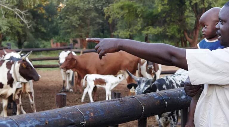 Introducing ILRI’s 2026 corporate report: Advancing sustainable livestock 