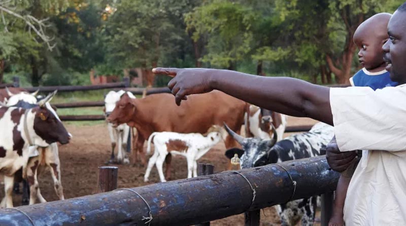 Introducing ILRI’s 2026 corporate report: Advancing sustainable livestock 