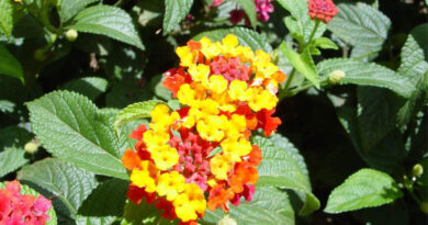 Invasive Plants In Hedges In Eastern Africa Are Threatening Local Ecosystems Invasive Plants In Hedges In Eastern Africa Are Threatening Local Ecosystems