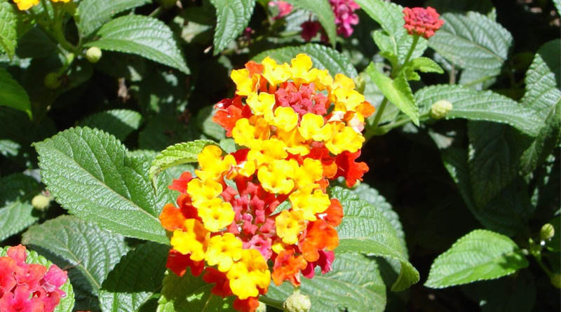 Invasive Plants In Hedges In Eastern Africa Are Threatening Local Ecosystems