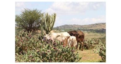 Invasive Species Emerge As A Driver Of Human Displacement, New Research Shows