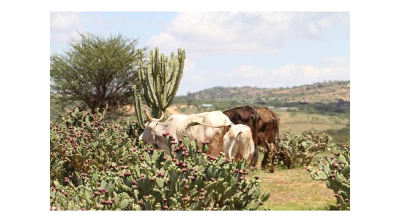 Invasive Species Emerge As A Driver Of Human Displacement, New Research Shows