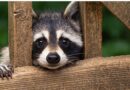 K-State Wildlife Expert Shares Tips For Raccoon Control