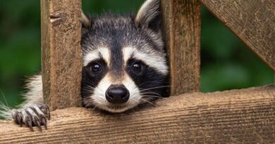 K-State Wildlife Expert Shares Tips For Raccoon Control K-State Wildlife Expert Shares Tips For Raccoon Control