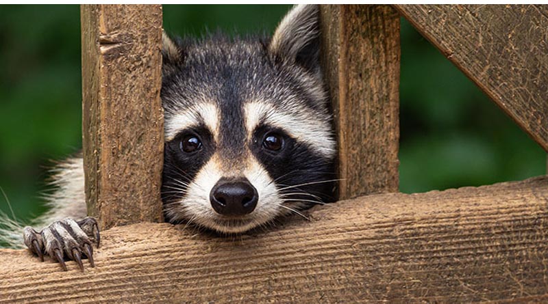 K-State Wildlife Expert Shares Tips For Raccoon Control