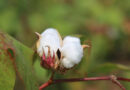 Late Rains, Tight Windows Challenge Weed Control In Kansas Row Crops