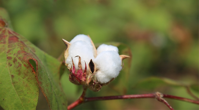 Late Rains, Tight Windows Challenge Weed Control In Kansas Row Crops