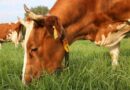 Long-lived Dairy Cows: Ecological And Economic Benefits