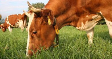 Long-lived Dairy Cows: Ecological And Economic Benefits