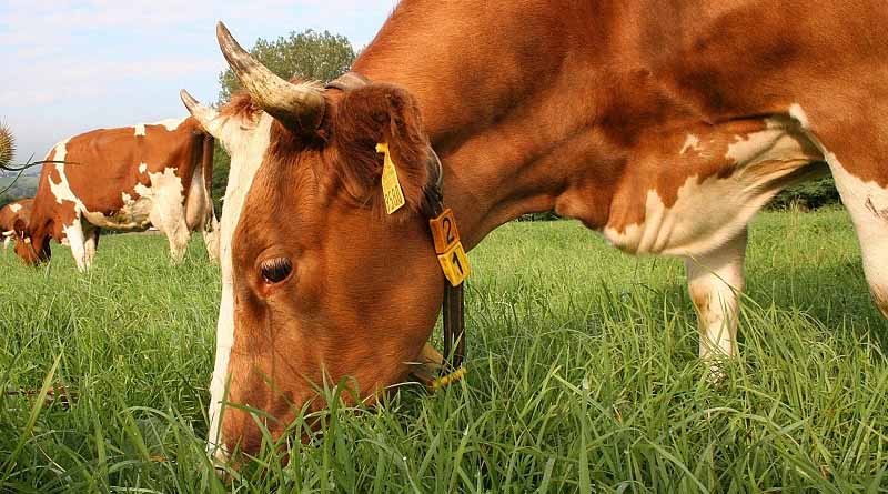 Long-lived Dairy Cows: Ecological And Economic Benefits