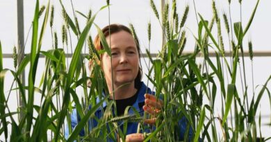 New GRDC Nitrogen Research Could Deliver Future Crop Options