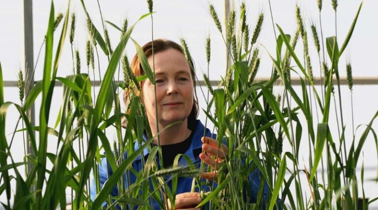New GRDC Nitrogen Research Could Deliver Future Crop Options