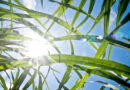 New Japan-IRRI "CoolRice" Project Strengthens Groundwork For Heat-Resilient, Low-emission Rice Farming