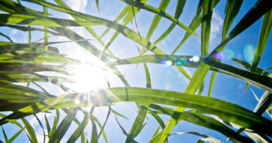 New Japan-IRRI "CoolRice" Project Strengthens Groundwork For Heat-Resilient, Low-emission Rice Farming New Japan-IRRI "CoolRice" Project Strengthens Groundwork For Heat-Resilient, Low-emission Rice Farming