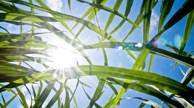 New Japan-IRRI "CoolRice" Project Strengthens Groundwork For Heat-Resilient, Low-emission Rice Farming