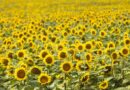 North Dakota Welcomes Travelers for Peak Sunflower Season