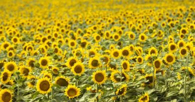 North Dakota Welcomes Travelers for Peak Sunflower Season North Dakota Welcomes Travelers for Peak Sunflower Season
