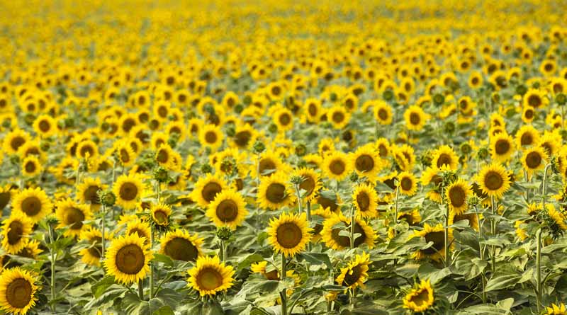 North Dakota Welcomes Travelers for Peak Sunflower Season