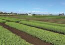 Northbound – Taking Lentils Beyond Traditional Growing Zones