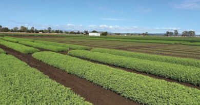 Northbound – Taking Lentils Beyond Traditional Growing Zones