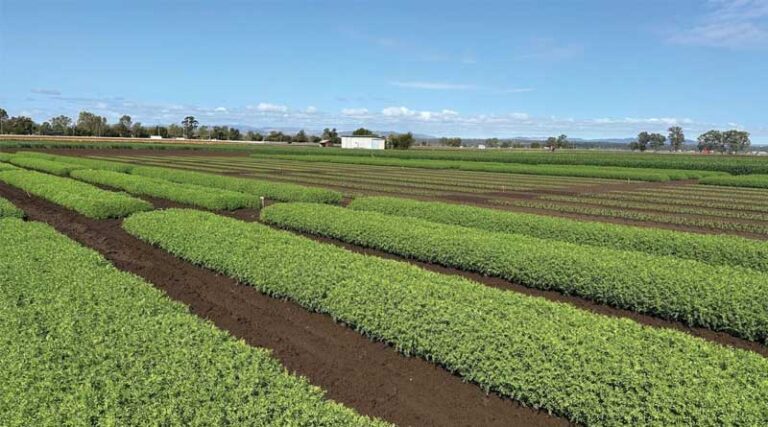 Northbound – Taking Lentils Beyond Traditional Growing Zones