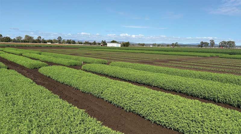 Northbound – Taking Lentils Beyond Traditional Growing Zones