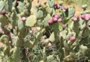 Opuntia Stricta Biocontrol Seen As “A Success” In Kenya By Local Communities