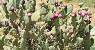 Opuntia Stricta Biocontrol Seen As “A Success” In Kenya By Local Communities Opuntia Stricta Biocontrol Seen As “A Success” In Kenya By Local Communities