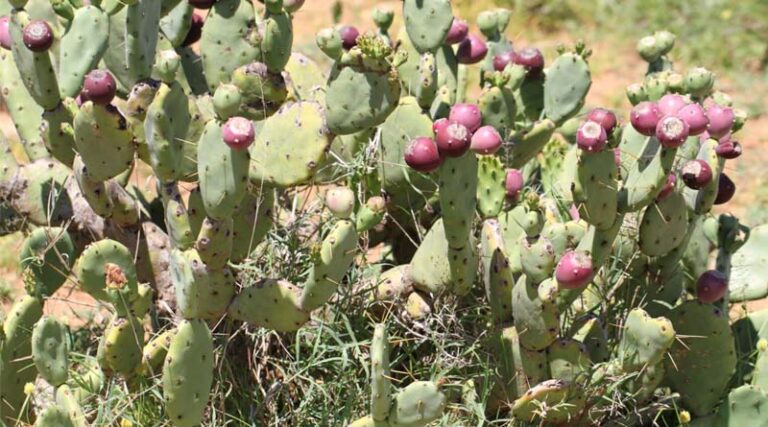 Opuntia Stricta Biocontrol Seen As “A Success” In Kenya By Local Communities
