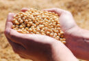 Post-Emergence Herbicides in Soybean in India: Precision Weed Control After Crop Establishment